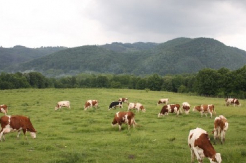 южная моравия чехия виноградник. особенности хозяйства чехии. хозяйственная деятельность чехии. вюрцбург виноградники. зноймо чехия виноградники.